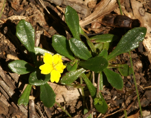 Goodenia blackiana